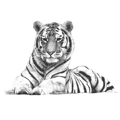 Tiger vector illustration hand drawn