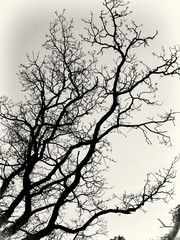 Fototapeta premium Bare trees in silhouette in winter time