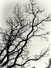 Bare trees in silhouette in winter time