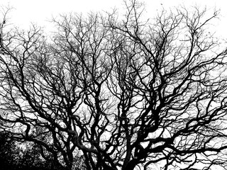 Bare trees in silhouette in winter time