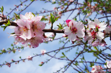 almond tree pink flowers with branch  on blue sky background