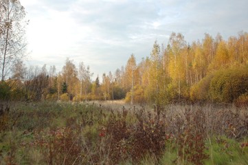 Field forest beautiful summer green grass sunset summer dry warm sun beautifully clean air