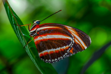 Fototapeta na wymiar Closeup beautiful butterfly sitting on flower. phaetusa