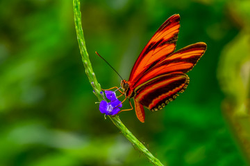 Closeup   beautiful butterfly sitting on flower.  phaetusa
