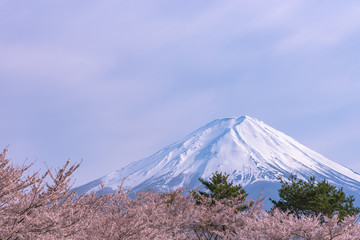 Close-up snow covered Mount Fuji ( Mt. Fuji ) with blue sky background in pink sakura cherry blossoms springtime sunny day. Lake Kawaguchiko, Town Fujikawaguchiko, Yamanashi Prefecture, Japan