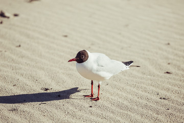 Seagul flying on the sand