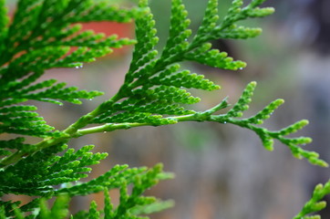Branch of a coniferous tree.