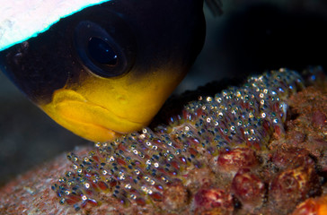 Incredible underwater world - Nemo fish. Macro photography.