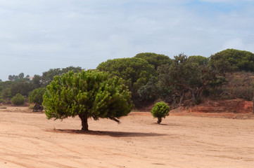 tree in the desert