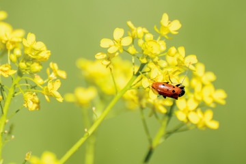 On yellow flowers close up beetle with a red back