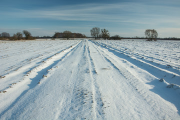 Road and fields covered with snow, trees on the horizon and blue sky
