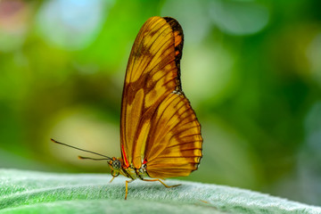 Fototapeta na wymiar Closeup beautiful butterfly sitting on flower. Julia 