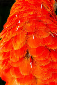 Scarlet Macaw Parrot Red Feathers