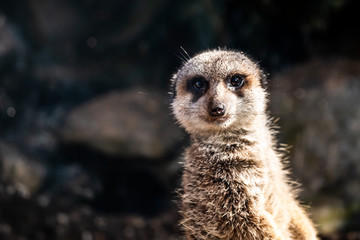 Fototapeta premium Portrait d'un suricate