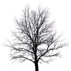 Obraz premium Silhouette of tree with bare branches. Winter