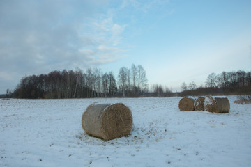 Coils of hay on a snow-covered field