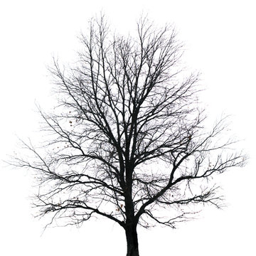 Silhouette of tree with bare branches. Winter