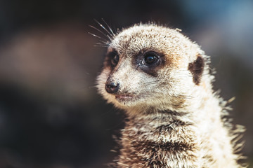 Portrait de suricate
