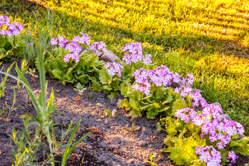 Primrose Primula with pink flowers. Inspirational natural floral spring or summer blooming garden or park under soft sunlight and blurred bokeh background. Colorful blooming ecology nature landscape