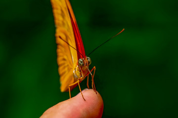 Closeup   beautiful butterfly sitting on flower.  Julia 