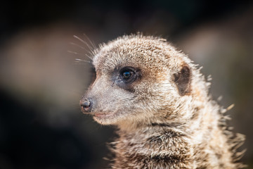 Portrait de suricate