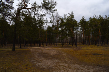 The pine forest is dark. Landscape.