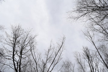 View from below through the branches of the cloudy sky bright.