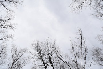 View from below through the branches of the cloudy sky bright.