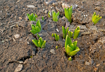 Plants that grow out in early spring
