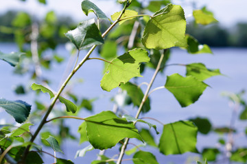 Small tree with green leaves. Beautiful landscape with trees and meadow.