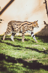 Serval dans un parc de fauves