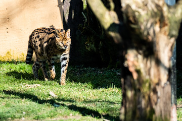 Serval dans un parc de fauves