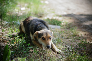 Naklejka na ściany i meble Beautiful dog on nature with sad eyes. Domestic animals in the nursery. Stock photo