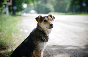 Beautiful dog on nature with sad eyes. Domestic animals in the nursery. Stock photo