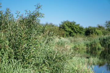 Pretty river in rural areas. European landscape of Russia and Siberia. Beautiful tranquil view of nature. Stock background, photo.