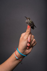 colibri © Happy Paws Pet Photo