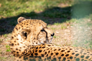 Portrait de guépard
