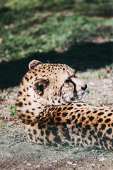 Portrait de guépard