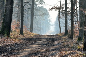 Paysage de forêt en hiver 