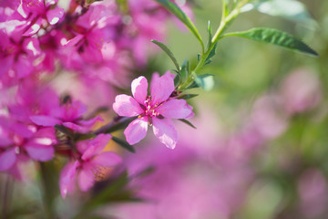 Beautiful blooming spring pink cherry branch with blurred background, copy space