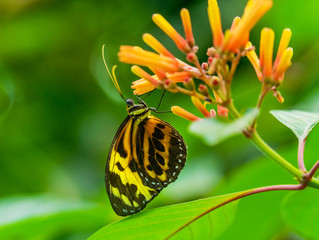 Large Tiger Yellow Orange Monarch Butterfly