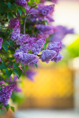 Lush blooming lilac bushes on warm sunny blurred background with copy space.