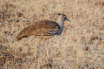 Obraz premium Kori Bustard