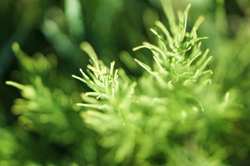 Green grass in the meadow in the rays of the sun. Weed in the park art wallpaper. Stock background, photo