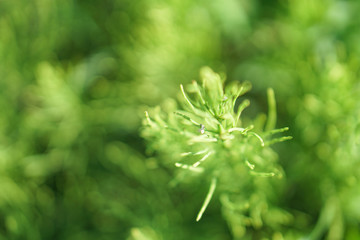 Green grass in the meadow in the rays of the sun. Weed in the park art wallpaper. Stock background, photo