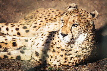 Portrait de guépard