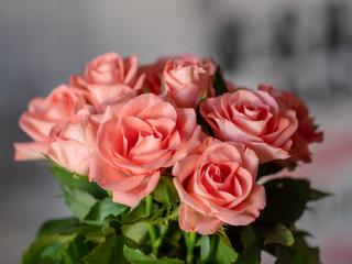 Pink Rose Flower on white background