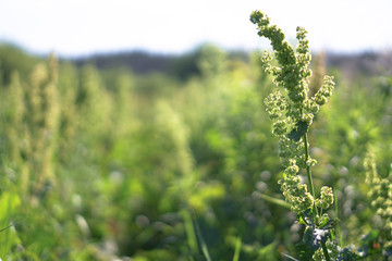 Different weeds on the green field. Meadow, pasture in spring on a sunny day. Stock background, photo