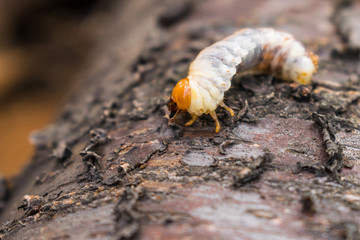  Melolontha is close-up. The malicious parasite is on the tree. June bug larva creeps along the bark of a tree.