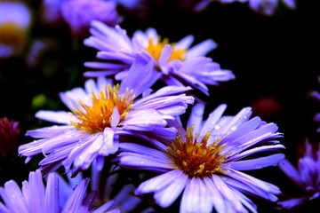 closeup of purple flower